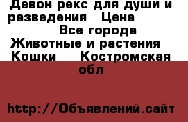 Девон рекс для души и разведения › Цена ­ 20 000 - Все города Животные и растения » Кошки   . Костромская обл.